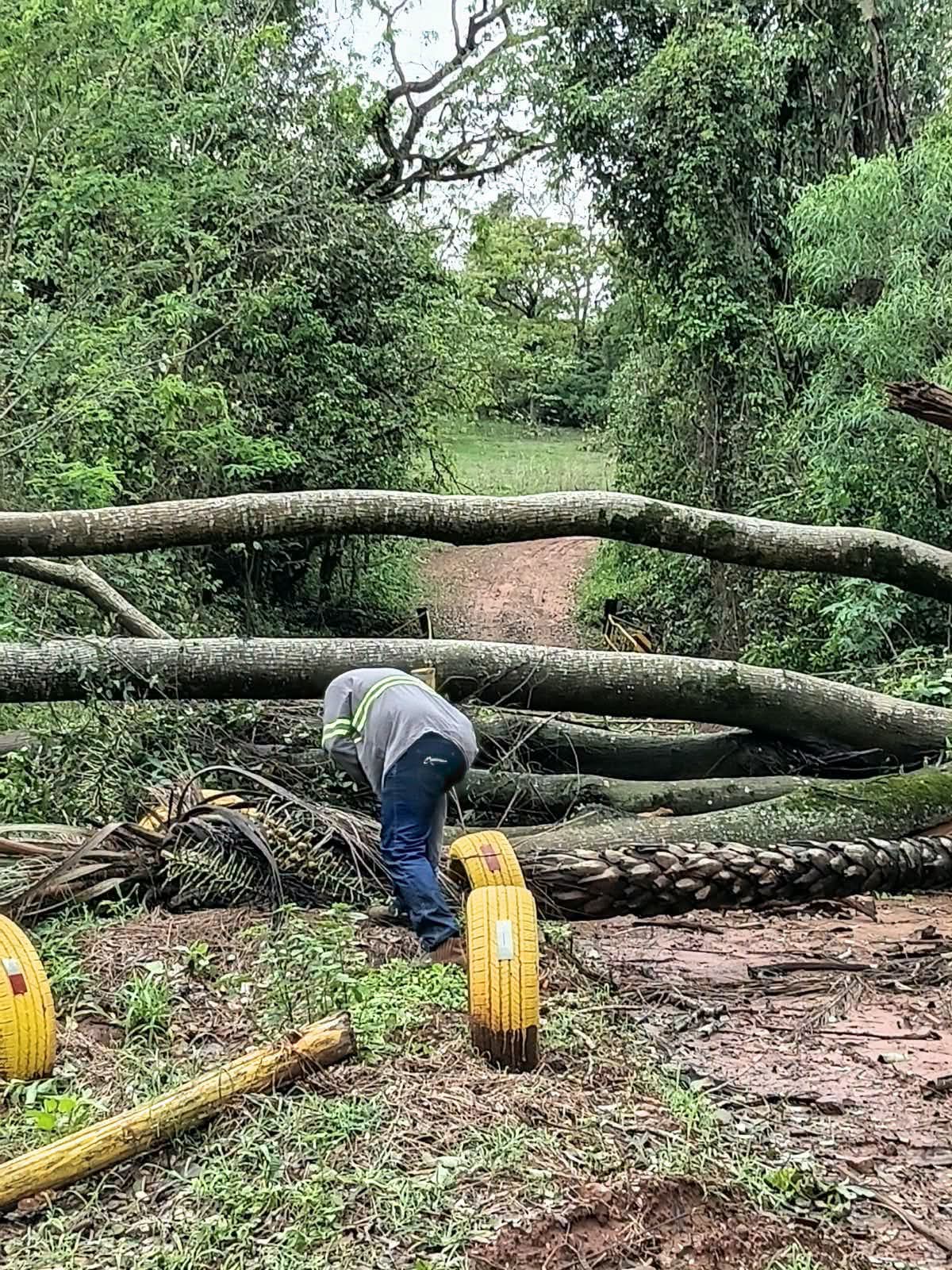 ÁRVORE CAÍDA É RETIRADA DA PONTE DO BELO MONTE APÓS CHUVAS DE DOMINGO EM ANDRADINA 