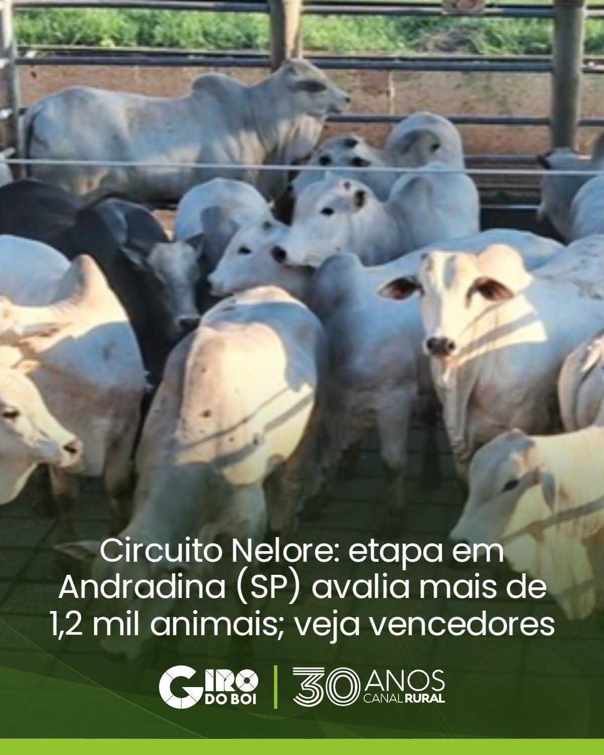 Circuito Nelore de Qualidade: etapa em Andradina avalia 1.241 animais