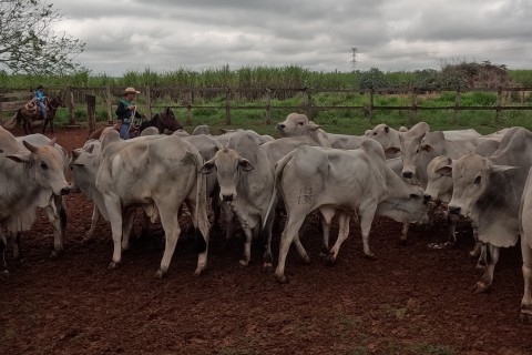 Fazenda do Estado de Andradina realizou leilão de gado