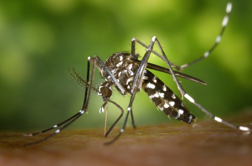 Boletim semanal destaca mais 14 casos suspeitos de dengue e 03 de leishmaniose sob investigação em Três Lagoas
