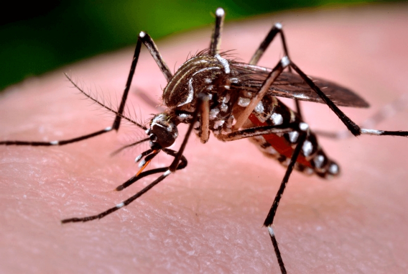 Preocupante Três Lagoas confirma 2.758 casos positivos de dengue