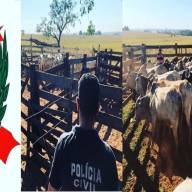 Polícia Civil recupera em Pereira Barreto gado furtado avaliado em mais de 100 mil