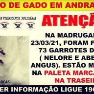 Em Andradina ladrões furtam 73 garrotes nelore e angus na proximidade do Distrito de Paranapolis
