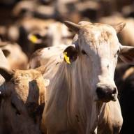 Na Terra do Rei do Gado criadores de gado devem ficar atentos para a vacinação contra a brucelose
