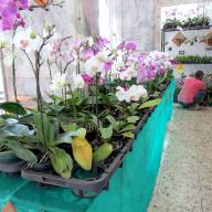 Lions Clube Andradina Sul promove 18ª Feira das Orquídeas