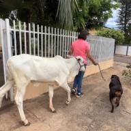Com direito a documentos, roupas e passeios, bezerra é criada como animal de estimação em Guaraçaí