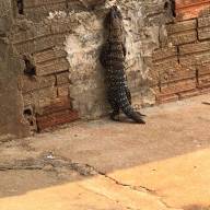 Moradora do Água Viva se depara com tiú amarrado em cano no muro da sua casa em Andradina