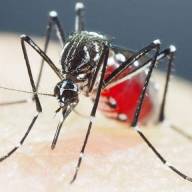 BRASIL ENFRENTA MAIOR EPIDEMIA DE DENGUE. SITUAÇÃO SOB CONTROLE EM ANDRADINA