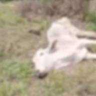 Após denúncia, Polícia Ambiental encontra animais mortos e em estado de desnutrição em fazenda em Avanhandava