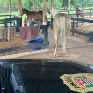 DEIC de Araçatuba apreendeu até cavalos de raça durante operação contra o tráfico
