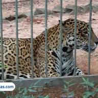 Zoológico de Ilha Solteira encerra visitação e deve ser fechado