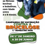 1ª etapa de VACINAÇÃO CONTRA BRUCELOSE já começou em Castilho e segue até 30 de junho em todo o Estado