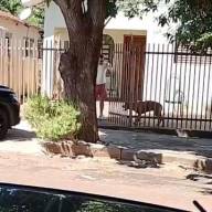 Departamento de Proteção Animal de Andradina acompanha caso de maus-tratos
