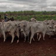 Fazenda do Estado de Andradina realizou leilão de gado